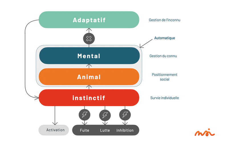 Schéma des quatre centres de décision du cerveau : adaptatif (gestion de l’inconnu), mental (gestion du connu), animal (positionnement social) et instinctif (survie individuelle : fuite, lutte, inhibition). Le mental, l’animal et l’instinctif forment le mode automatique.