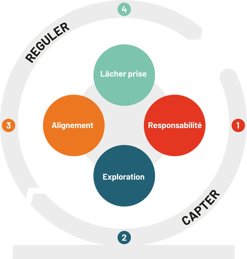 Schéma du Processus R.E.A.L. : Responsabilisation et Exploration pour capter l’information, Alignement et Lâcher-prise pour la réguler.